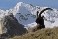 Camping gran paradiso