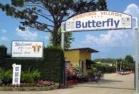 Camping Butterfly